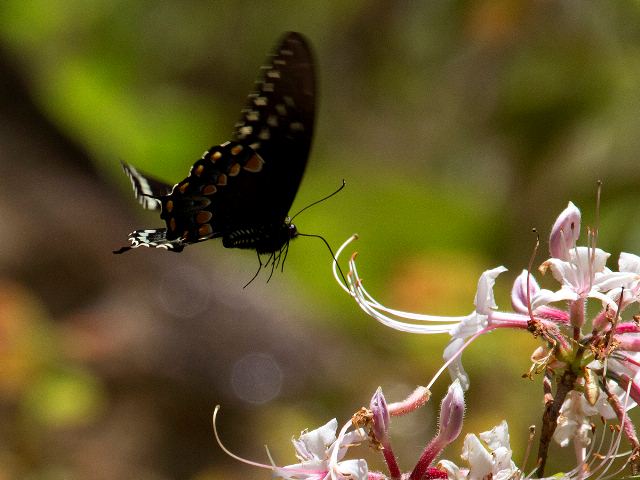 Spicebush Swallowtail, Stony Fork Valley Overlook, Blue Ridge Parkway